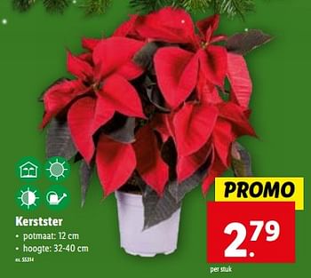 Promoties Kerstster - Huismerk - Lidl - Geldig van 13/12/2023 tot 19/12/2023 bij Lidl