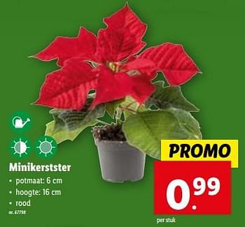 Promoties Minikerstster - Huismerk - Lidl - Geldig van 13/12/2023 tot 19/12/2023 bij Lidl