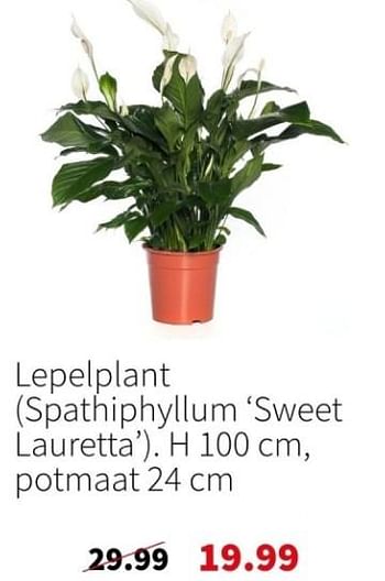 Promoties Lepelplant spathiphyllum ‘sweet lauretta - Huismerk - Intratuin - Geldig van 18/12/2023 tot 24/12/2023 bij Intratuin