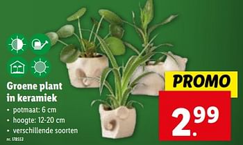 Promoties Groene plant in keramiek - Huismerk - Lidl - Geldig van 27/12/2023 tot 02/01/2024 bij Lidl