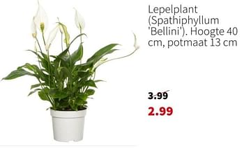 Promoties Lepelplant - Huismerk - Intratuin - Geldig van 25/12/2023 tot 31/12/2023 bij Intratuin
