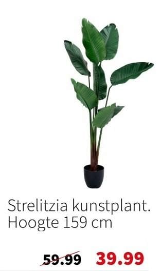 Promoties Strelitzia kunstplant - Huismerk - Intratuin - Geldig van 25/12/2023 tot 31/12/2023 bij Intratuin
