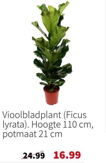 Promoties Vioolbladplant - Huismerk - Intratuin - Geldig van 25/12/2023 tot 31/12/2023 bij Intratuin