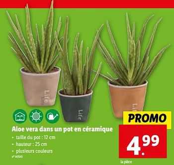 Promotions Aloe vera dans un pot en céramique - Produit maison - Lidl - Valide de 03/01/2024 à 09/01/2024 chez Lidl