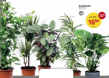 Promoties Bladplant - Huismerk - Brico - Geldig van 03/01/2024 tot 29/01/2024 bij Brico
