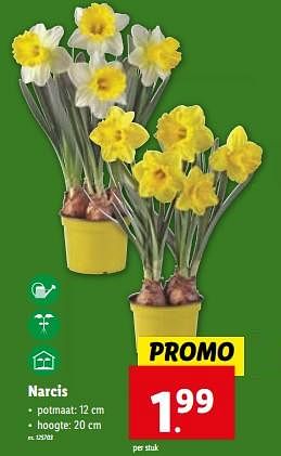 Promoties Narcis - Huismerk - Lidl - Geldig van 10/01/2024 tot 16/01/2024 bij Lidl