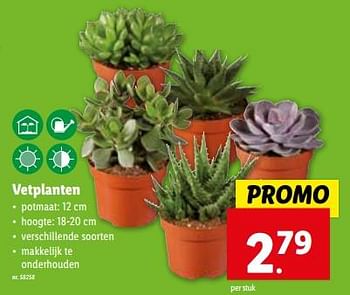 Promoties Vetplanten - Huismerk - Lidl - Geldig van 10/01/2024 tot 16/01/2024 bij Lidl
