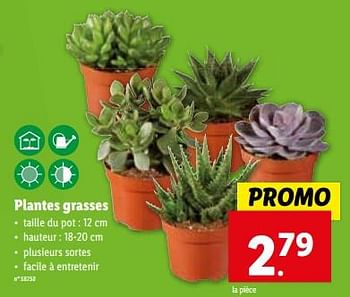 Promotions Plantes grasses - Produit maison - Lidl - Valide de 10/01/2024 à 16/01/2024 chez Lidl