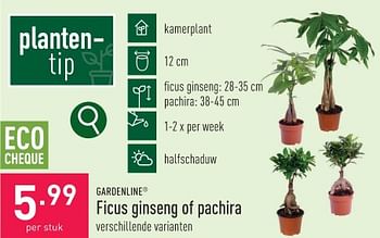Promoties Ficus ginseng of pachira - Garden line - Geldig van 22/01/2024 tot 27/01/2024 bij Aldi