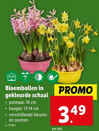 Promoties Bloembollen in gekleurde schaal - Huismerk - Lidl - Geldig van 24/01/2024 tot 30/01/2024 bij Lidl
