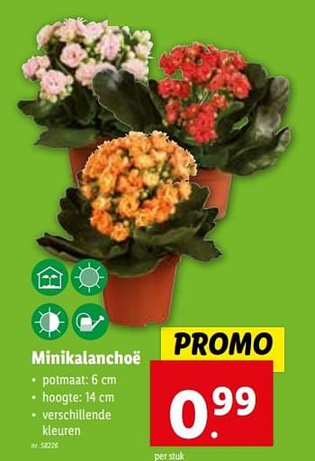 Promoties Minikalanchoë - Huismerk - Lidl - Geldig van 24/01/2024 tot 30/01/2024 bij Lidl