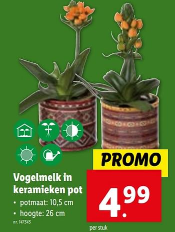 Promoties Vogelmelk in keramieken pot - Huismerk - Lidl - Geldig van 24/01/2024 tot 30/01/2024 bij Lidl