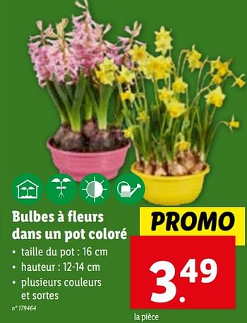 Promotions Bulbes à fleurs dans un pot coloré - Produit maison - Lidl - Valide de 24/01/2024 à 30/01/2024 chez Lidl