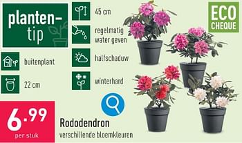 Promoties Rododendron - Huismerk - Aldi - Geldig van 29/01/2024 tot 03/02/2024 bij Aldi
