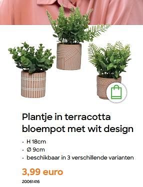 Promoties Plantje in terracotta bloempot met wit design - Huismerk - Ava - Geldig van 29/01/2024 tot 31/07/2024 bij Ava