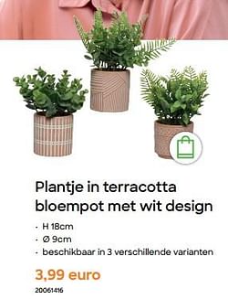 Plantje in terracotta bloempot met wit design