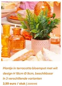 Plantje in terracotta bloempot met wit design-Huismerk - Ava
