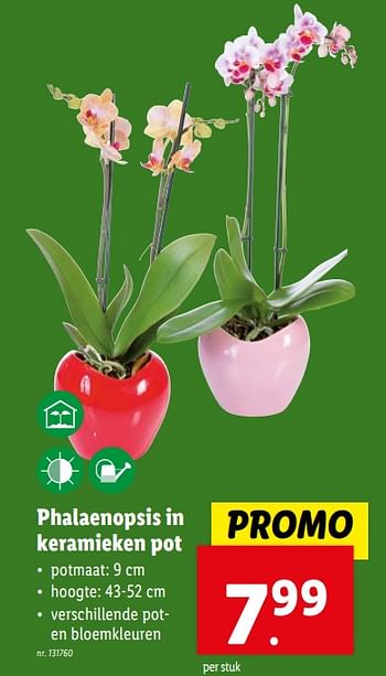 Promoties Phalaenopsis in keramieken pot - Huismerk - Lidl - Geldig van 07/02/2024 tot 13/02/2024 bij Lidl