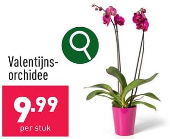 Promoties Valentijnsorchidee - Huismerk - Aldi - Geldig van 05/02/2024 tot 10/02/2024 bij Aldi
