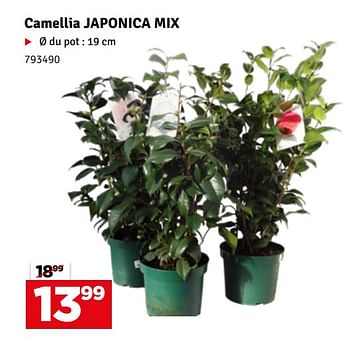 Promotions Camellia japonica mix - Produit maison - Mr. Bricolage - Valide de 13/02/2024 à 22/02/2024 chez Mr. Bricolage