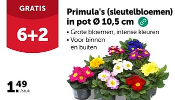 Promoties Primula`s in pot - Huismerk - Aveve - Geldig van 14/02/2024 tot 10/03/2024 bij Aveve
