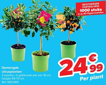 Promoties Gemengde citrusplanten - Huismerk - Carrefour  - Geldig van 14/02/2024 tot 26/02/2024 bij Carrefour