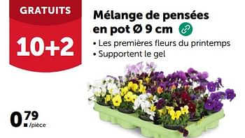 Promotions Mélange de pensées en pot - Produit maison - Aveve - Valide de 14/02/2024 à 10/03/2024 chez Aveve
