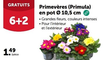 Promotions Primevères en pot - Produit maison - Aveve - Valide de 14/02/2024 à 10/03/2024 chez Aveve