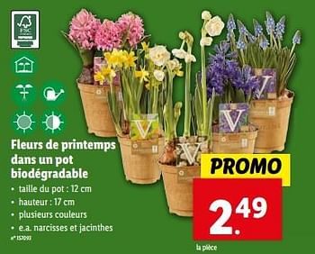 Promotions Fleurs de printemps dans un pot biodégradable - Produit maison - Lidl - Valide de 21/02/2024 à 27/02/2024 chez Lidl