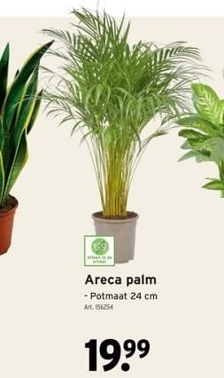 Promoties Areca palm - Huismerk - Gamma - Geldig van 14/02/2024 tot 27/02/2024 bij Gamma