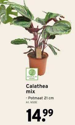 Promotions Calathea mix - Produit maison - Gamma - Valide de 14/02/2024 à 27/02/2024 chez Gamma