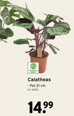 Promotions Calatheas - Produit maison - Gamma - Valide de 14/02/2024 à 27/02/2024 chez Gamma