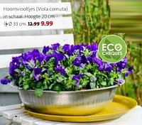 Hoornviooltjes viola cornuta-Huismerk - Intratuin
