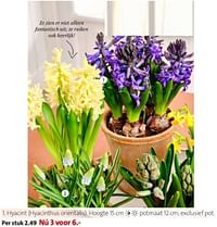 Hyacint hyacinthus orientalis-Huismerk - Intratuin