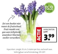 Hyacinten-Huismerk - Intratuin