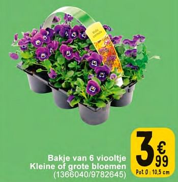 Promoties Bakje van 6 viooltje kleine of grote bloemen - Huismerk - Cora - Geldig van 20/02/2024 tot 04/03/2024 bij Cora