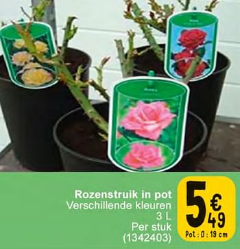 Promoties Rozenstruik in pot - Huismerk - Cora - Geldig van 20/02/2024 tot 04/03/2024 bij Cora