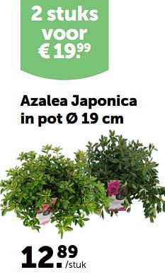 Promotions Azalea japonica in pot - Produit maison - Aveve - Valide de 28/02/2024 à 10/03/2024 chez Aveve