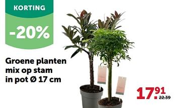 Promoties Groene planten mix op stam in pot - Huismerk - Aveve - Geldig van 28/02/2024 tot 10/03/2024 bij Aveve