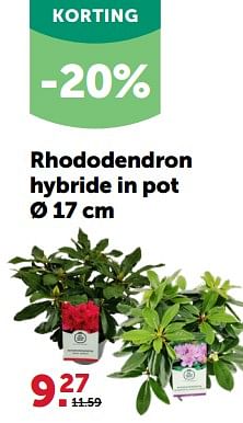Promotions Rhododendron hybride in pot - Produit maison - Aveve - Valide de 28/02/2024 à 10/03/2024 chez Aveve