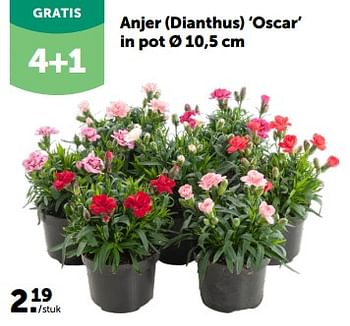 Promoties Anjer dianthus oscar in pot - Huismerk - Aveve - Geldig van 28/02/2024 tot 10/03/2024 bij Aveve