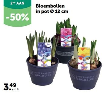 Promoties Bloembollen in pot - Huismerk - Aveve - Geldig van 28/02/2024 tot 10/03/2024 bij Aveve