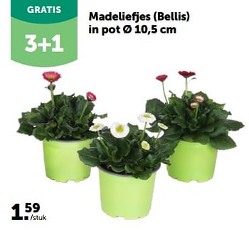 Promoties Madeliefjes (bellis) in pot - Huismerk - Aveve - Geldig van 28/02/2024 tot 10/03/2024 bij Aveve
