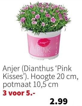 Promoties Anjer dianthus ‘pink kisses - Huismerk - Intratuin - Geldig van 26/02/2024 tot 03/03/2024 bij Intratuin