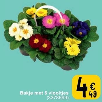 Promoties Bakje met 6 viooltjes - Huismerk - Cora - Geldig van 27/02/2024 tot 11/03/2024 bij Cora