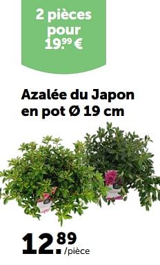 Promotions Azalée du japon en pot - Produit maison - Aveve - Valide de 28/02/2024 à 10/03/2024 chez Aveve