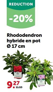 Promotions Rhododendron hybride en pot - Produit maison - Aveve - Valide de 28/02/2024 à 10/03/2024 chez Aveve