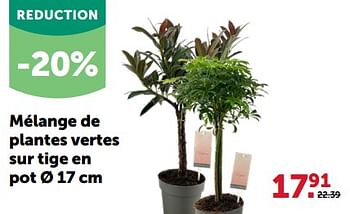 Promotions Mélange de plantes vertes sur tige en pot - Produit maison - Aveve - Valide de 28/02/2024 à 10/03/2024 chez Aveve