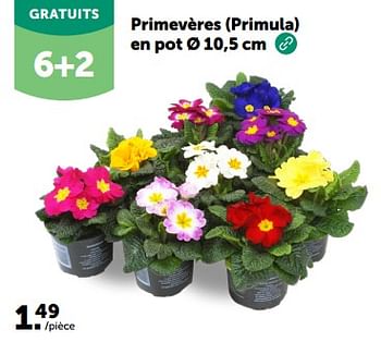 Promotions Primevères primula en pot - Produit maison - Aveve - Valide de 28/02/2024 à 10/03/2024 chez Aveve