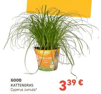 Promoties Good kattengras cyperus zumula - Good - Geldig van 28/02/2024 tot 10/03/2024 bij Tom&Co
